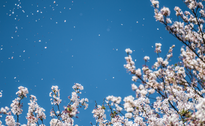 桜の季節がやってきた