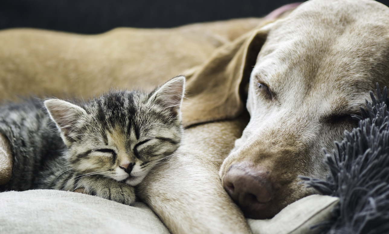 戌年の終わりに思う「コミュ力は犬猫に学べ」